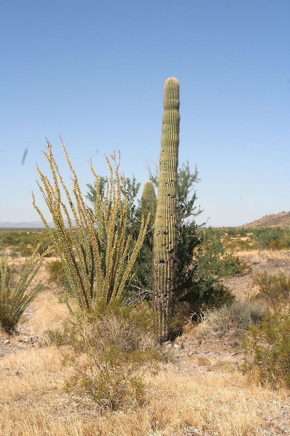 Lone cactus This lone cactus was found in the desert of Arizona Arizona,Cactus,Carnegiea gigantea,Desert,North America,Saguaro,United States