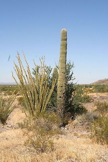 Lone cactus This lone cactus was found in the desert of Arizona Arizona,Cactus,Carnegiea gigantea,Desert,North America,Saguaro,United States