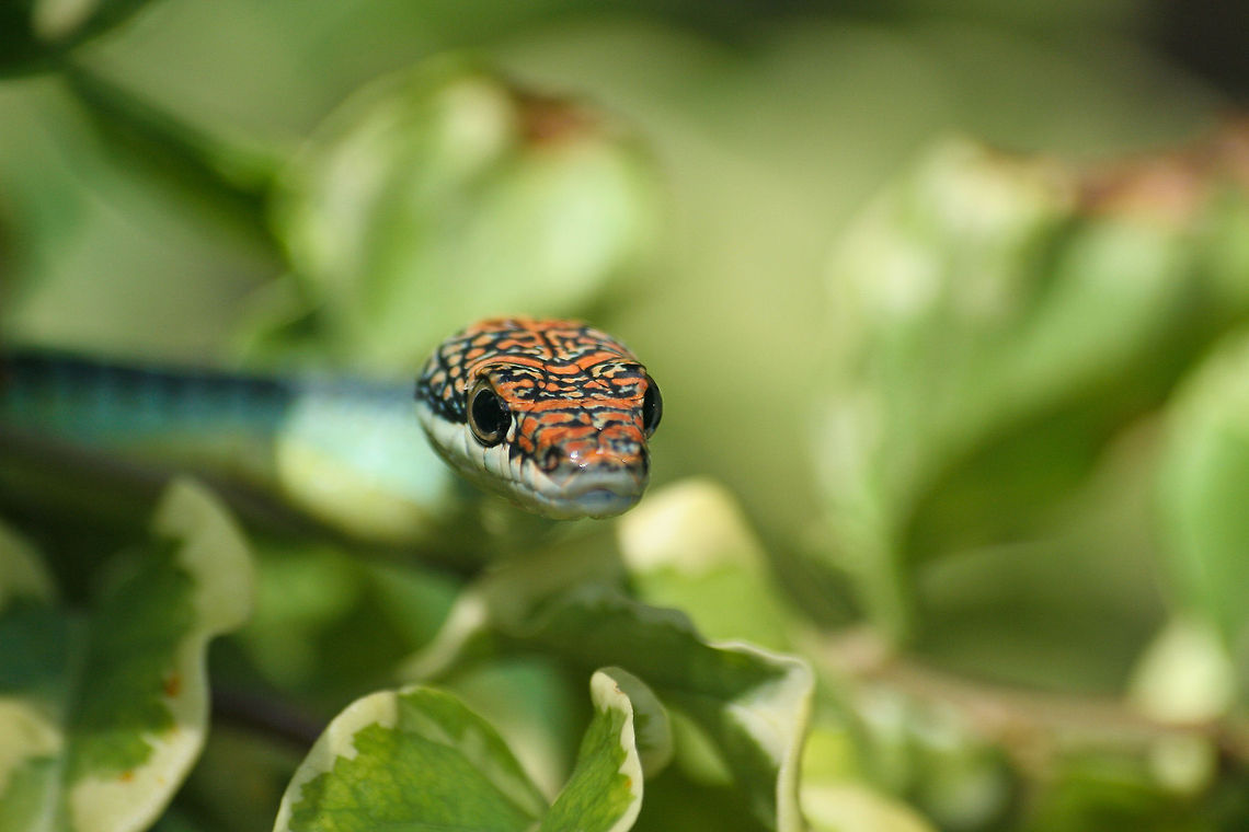 Closeup of a tree snake A tree snake closeup, photo taken in Borneo in the canopy of a tropical rainforest Asia,Borneo,Chrysopelea paradisi,Paradise Flying Snake,Reptiles,Serpentes,Snakes,Tree snake
