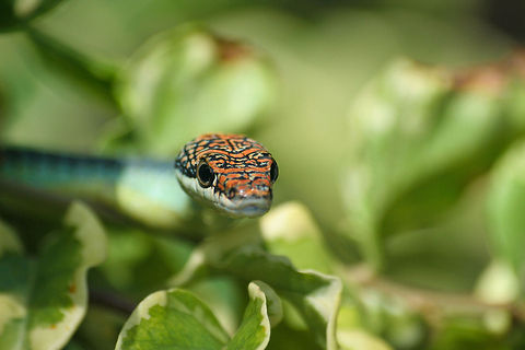 Closeup of a tree snake A tree snake closeup, photo taken in Borneo in the canopy of a tropical rainforest Asia,Borneo,Chrysopelea paradisi,Paradise Flying Snake,Reptiles,Serpentes,Snakes,Tree snake