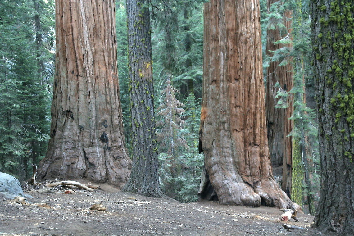 Giant trees These giant trees are not far from the biggest tree on earth. This photo was taken at Sequoia National Park Big trees,Geotagged,National Park,North America,Sequoia,Sequoiadendron giganteum,United States