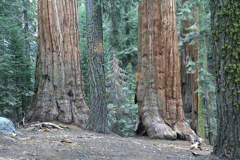 Giant trees These giant trees are not far from the biggest tree on earth. This photo was taken at Sequoia National Park Big trees,Geotagged,National Park,North America,Sequoia,Sequoiadendron giganteum,United States