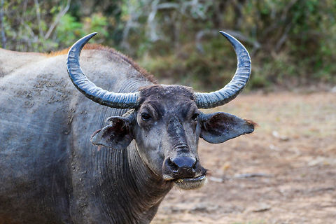 Water Buffalo Portrait A nice portrait of a water buffalo in Yala national park Asia,Bubalus bubalis,Geotagged,Sri Lanka,Summer,Water buffalo,Yala National Park