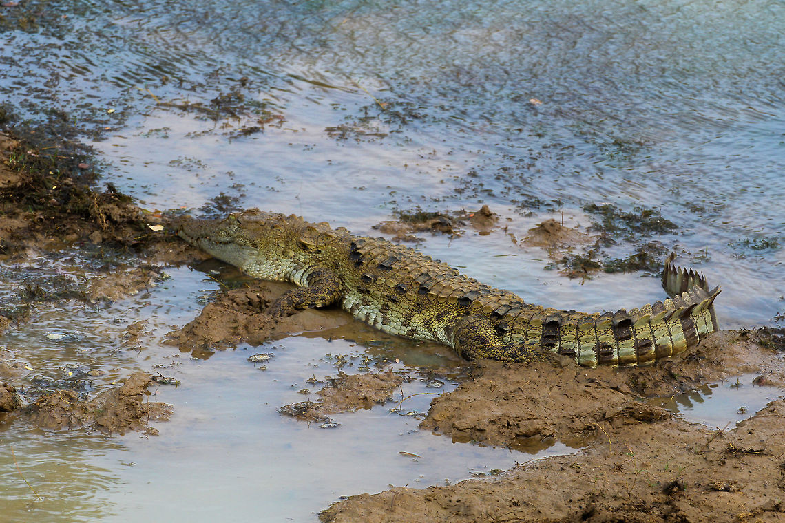Mugger Crocodile These beasts are truly a remnant of acient times, magnificent to see up close. This one was spotted on a wildlife safari trip into Yala National Park, resting on the banks of a small and muddy lake  Asia,Crocodile,Crocodylus palustris,Geotagged,Mugger crocodile,Sri Lanka,Summer,Yala National Park