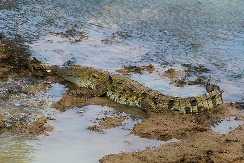 Mugger Crocodile These beasts are truly a remnant of acient times, magnificent to see up close. This one was spotted on a wildlife safari trip into Yala National Park, resting on the banks of a small and muddy lake  Asia,Crocodile,Crocodylus palustris,Geotagged,Mugger crocodile,Sri Lanka,Summer,Yala National Park