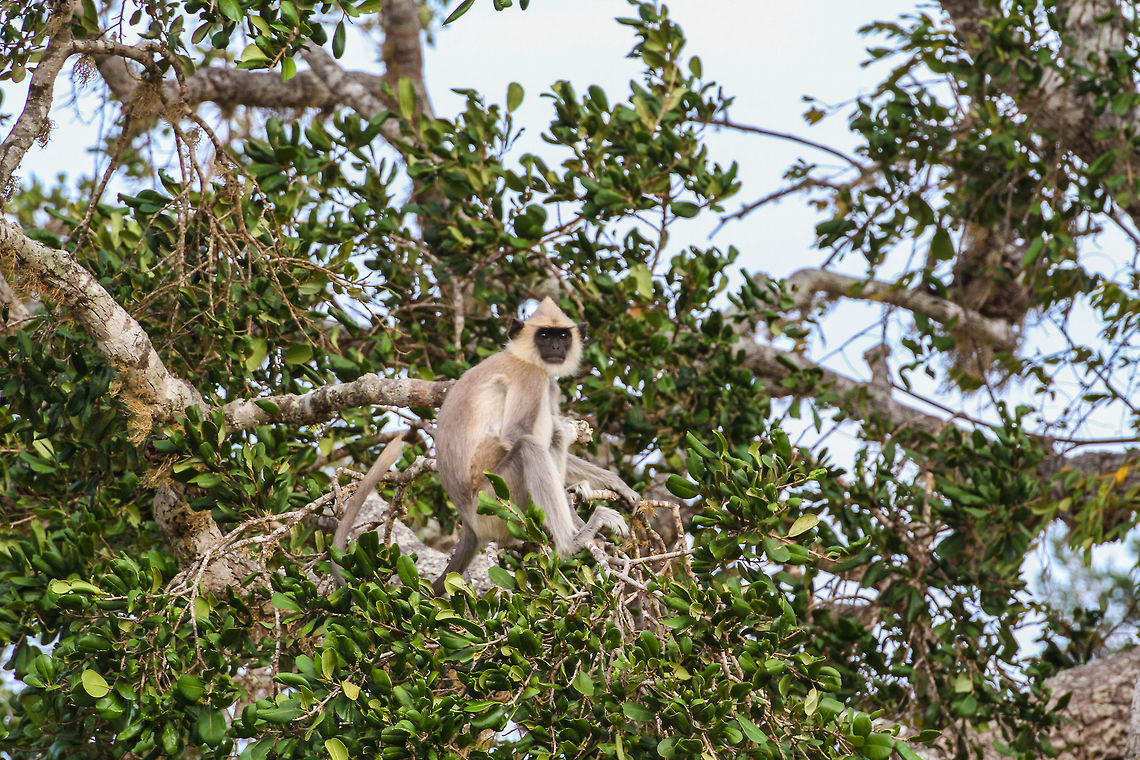 Grey Langur on the lookout Nice portrait of a grey langur monkey sitting in a treetop at the entrance of Yala National Park Asia,Geotagged,Monkeys,Semnopithecus priam,Sri Lanka,Summer,Tufted gray langur,Yala National Park,grey langur