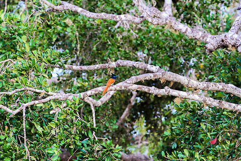 Colorful little fellow This bright orange and dark blue bird was found sitting on a branch at Yala National Park. I'm not quite sure what species it is but it shouldn't be too hard to look up. At times like these, I wish I would have just that tiny little more reach at the far end of my telezoom lens. Asia,Asian Paradise Flycatcher,Birds,Geotagged,Sri Lanka,Summer,Terpsiphone paradisi,Yala National Park