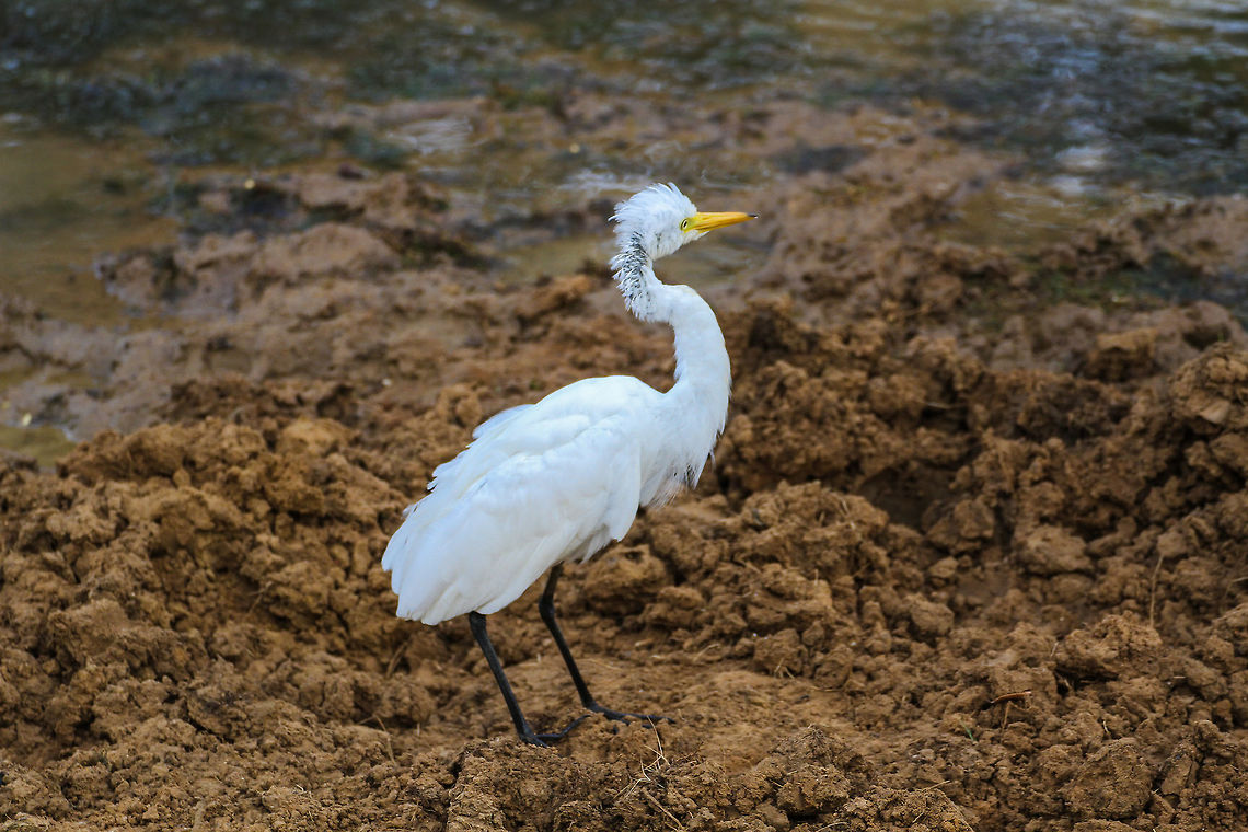 White Heron I&#039;ve captured this heron at the banks of a muddy lake at Yala National Park Asia,Birds,Geotagged,Heron,Sri Lanka,Summer,Yala National Park