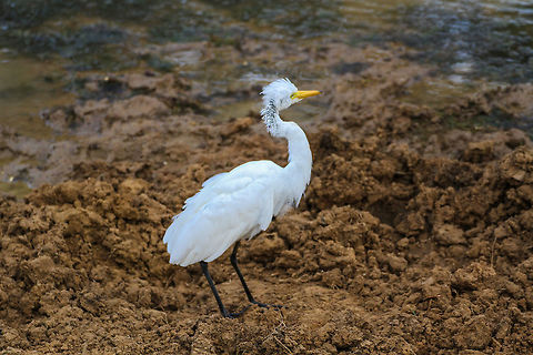 White Heron I've captured this heron at the banks of a muddy lake at Yala National Park Asia,Birds,Geotagged,Heron,Sri Lanka,Summer,Yala National Park
