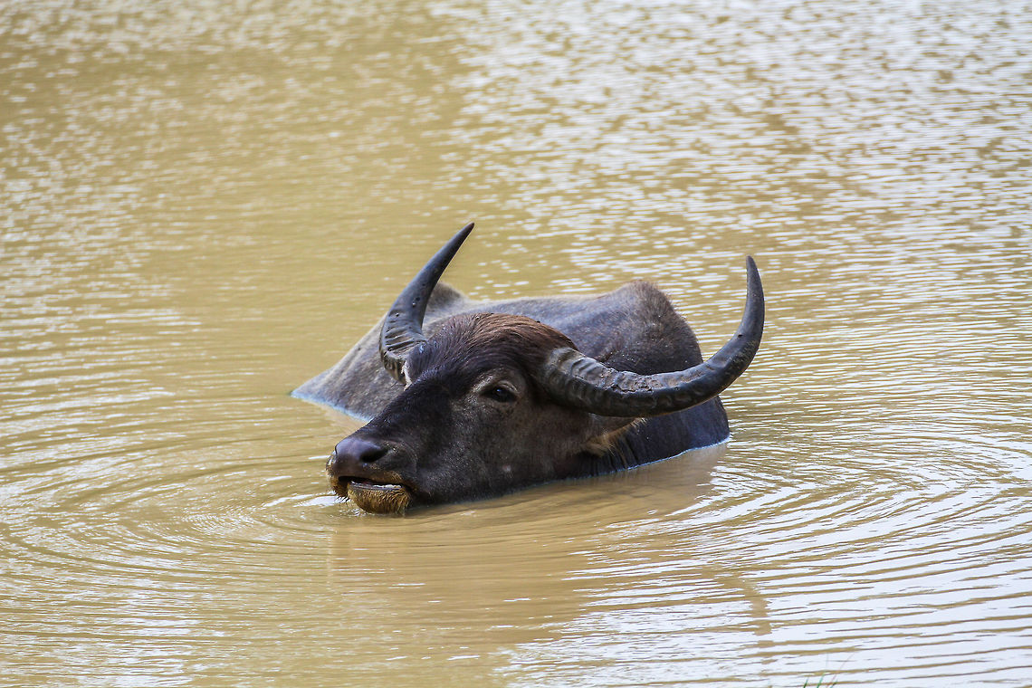 Water Buffalo in the water It is what gives them their name, water buffalo&#039;s. This one was enjoying a nice and refreshing bath in the muddy waters of a small lake in Yala National Park Asia,Bubalus bubalis,Geotagged,Sri Lanka,Summer,Water buffalo,Yala National Park