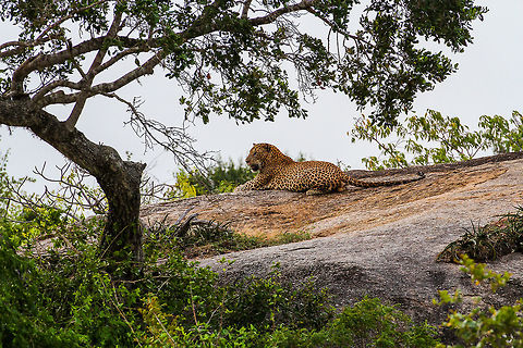 Leopard on a rock This was the second sighting of a wild leopard in Yala National Park. The first one we saw could only be barely observed through thick bushes. This one was luckily out in the open on a large rock. As far as wildlife safaris go in Yala National Park, this is considered the grand price, as it is far from guaranteed that you will encounter them. Asia,Geotagged,Indian leopard,Panthera pardus fusca,Sri Lanka,Summer,Yala National Park
