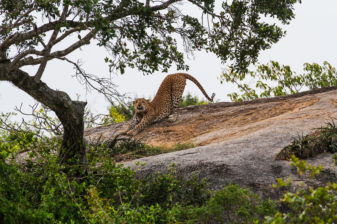 Leopard posing This shot is one out of hundreds of this wild leopard where it was about to leave. Just a last stretch before it would disappear in the bushes of the jungle. It was pretty early in the morning and the lighting was sub-optimal to say the least. Asia,Geotagged,Indian leopard,Panthera pardus fusca,Sri Lanka,Summer,Yala National Park