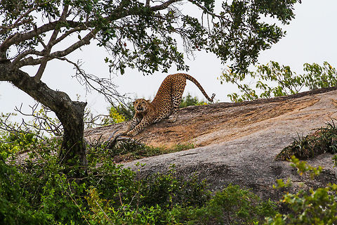 Leopard posing This shot is one out of hundreds of this wild leopard where it was about to leave. Just a last stretch before it would disappear in the bushes of the jungle. It was pretty early in the morning and the lighting was sub-optimal to say the least. Asia,Geotagged,Indian leopard,Panthera pardus fusca,Sri Lanka,Summer,Yala National Park