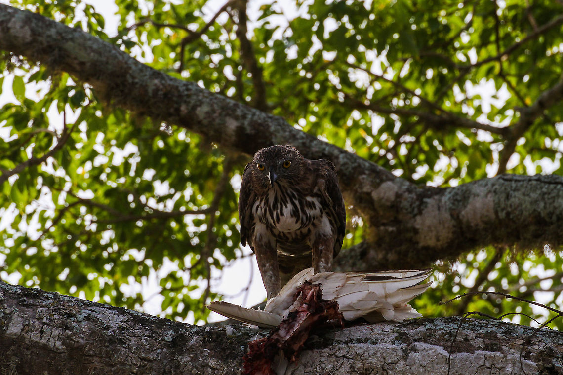 Eagle feeding on bird This eagle was found sitting high up a tree, devouring quite a large white feathered bird. We found this sight on a jeep safari in Yala National park when we found a professional wildlife filming crew recording this scene with professional filming equipment. Who knows if we will one day see this scene in a Sri Lankan wildlife documentory Asia,Changeable Hawk-Eagle,Geotagged,Nisaetus cirrhatus,Sri Lanka,Summer,Yala National Park,eagle