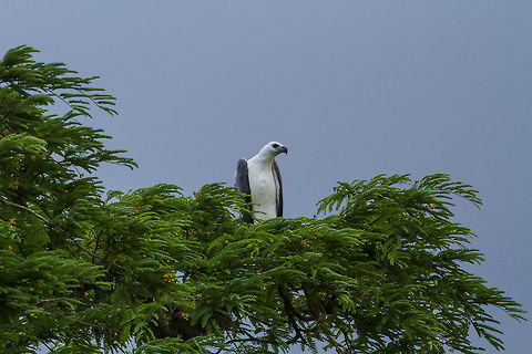 White Bellied Sea Eagle in Treetop This white bellied sea eagle was found sitting high up a treetop in Yala National Park. The skies were dark at the time of the shot, as if it could rain any moment. Asia,Eagle,Geotagged,Haliaeetus leucogaster,Sri Lanka,Summer,White-bellied Sea Eagle,Yala National Park