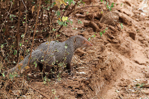 Mongoose Closeup These animals, Mongoose, are quite shy. I think I've spotted quite a few before I could get a chance to take a good picture. This one was moving fast at Yala National Park, but was kind enough to stop for a very brief moment to let its picture being taken by me Asia,Geotagged,Herpestes vitticollis,Sri Lanka,Stripe-necked Mongoose,Summer,Yala National Park