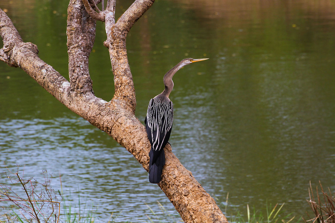 Oriental Darter on Tree Branch This oriental darter was looking for its next fishy meal on the banks of a a fresh water lagoon in Yala National Park Anhinga melanogaster,Asia,Geotagged,Oriental darter,Sri Lanka,Summer,Yala National Park