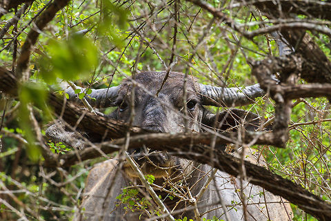 I'm watching you Taken from behind scrubby bushes, this makes an interesting portrait of a water buffalo. It was staring right into the lens of my camera at Yala National Park Asia,Bubalus bubalis,Geotagged,Sri Lanka,Summer,Water buffalo,Yala National Park