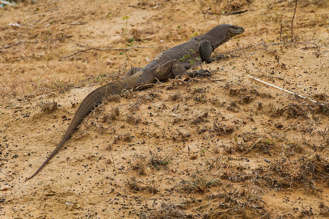 Sizable water monitor This rather big specimen of a water monitor lizard was encountered in Yala National Park Asia,Geotagged,Lizard,Sri Lanka,Summer,Varanus salvator,Water Monitor,Yala National Park