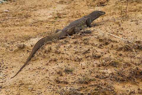 Sizable water monitor This rather big specimen of a water monitor lizard was encountered in Yala National Park Asia,Geotagged,Lizard,Sri Lanka,Summer,Varanus salvator,Water Monitor,Yala National Park
