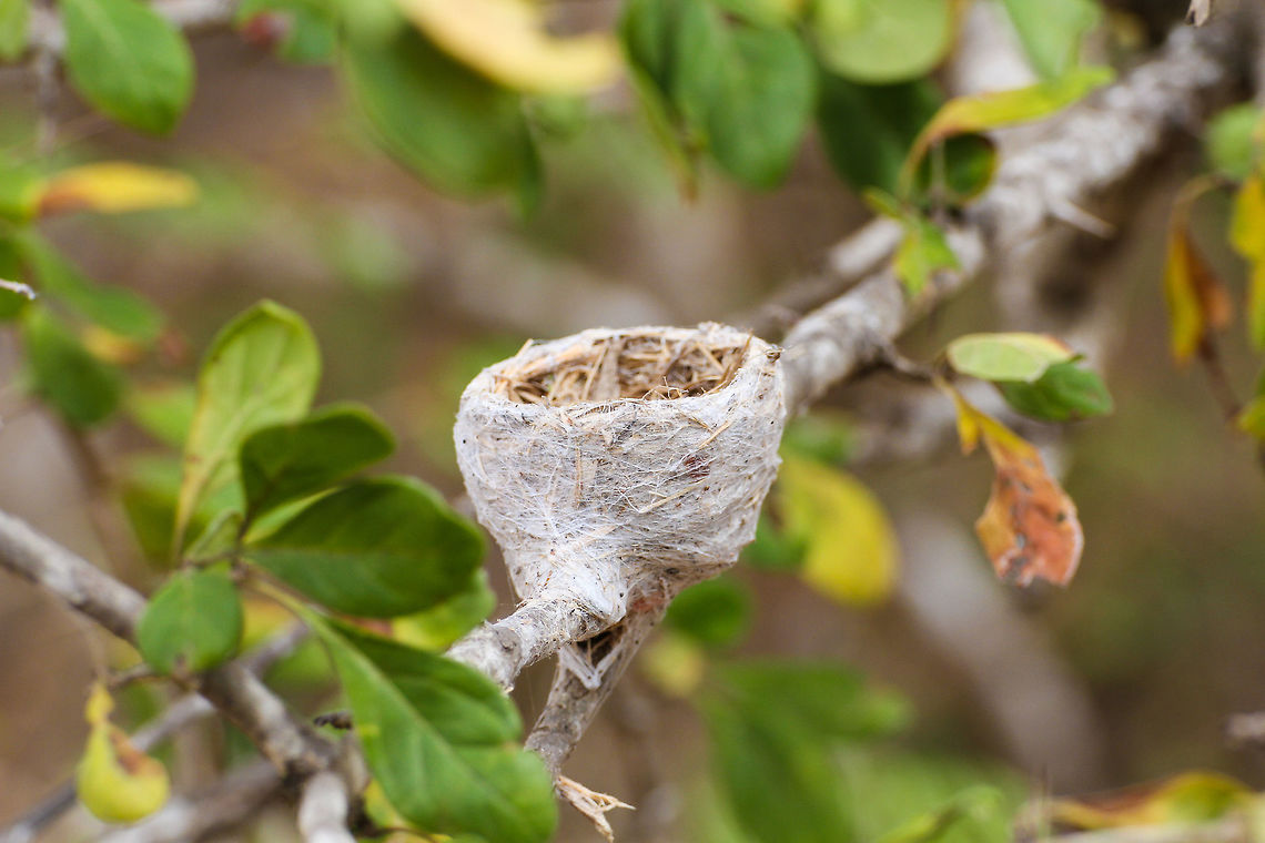 Hummingbird nest This is the tiny nest of a hummingbird, found at a branch in a bush at Yala National Park Asia,Geotagged,Hummingbird,Nest,Sri Lanka,Summer,Yala National Park