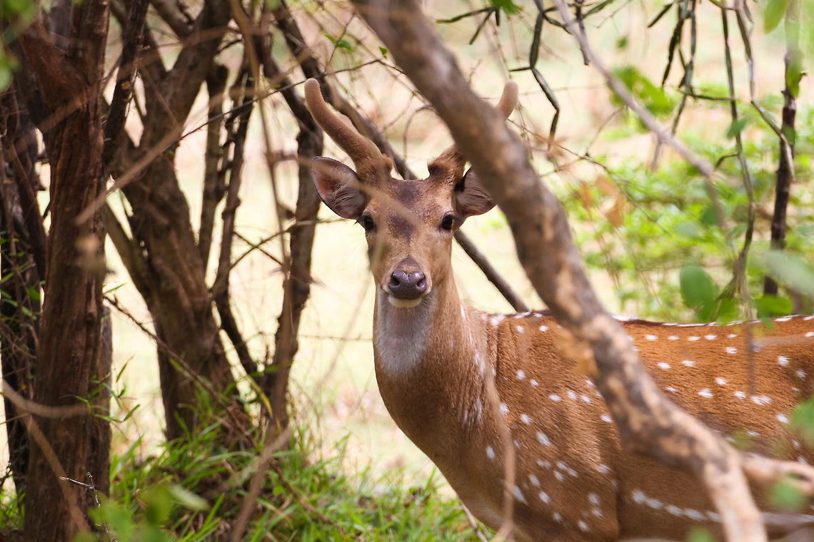 Axis deer spotted This axis deer, also known as spotted deer, did some spotting on its own as looked into the lens of my camera at Yala National Park Asia,Axis axis ceylonensis,Geotagged,Sri Lanka,Sri Lankan axis deer,Summer,Yala National Park