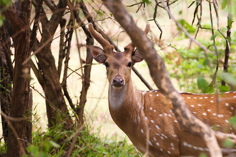 Axis deer spotted This axis deer, also known as spotted deer, did some spotting on its own as looked into the lens of my camera at Yala National Park Asia,Axis axis ceylonensis,Geotagged,Sri Lanka,Sri Lankan axis deer,Summer,Yala National Park