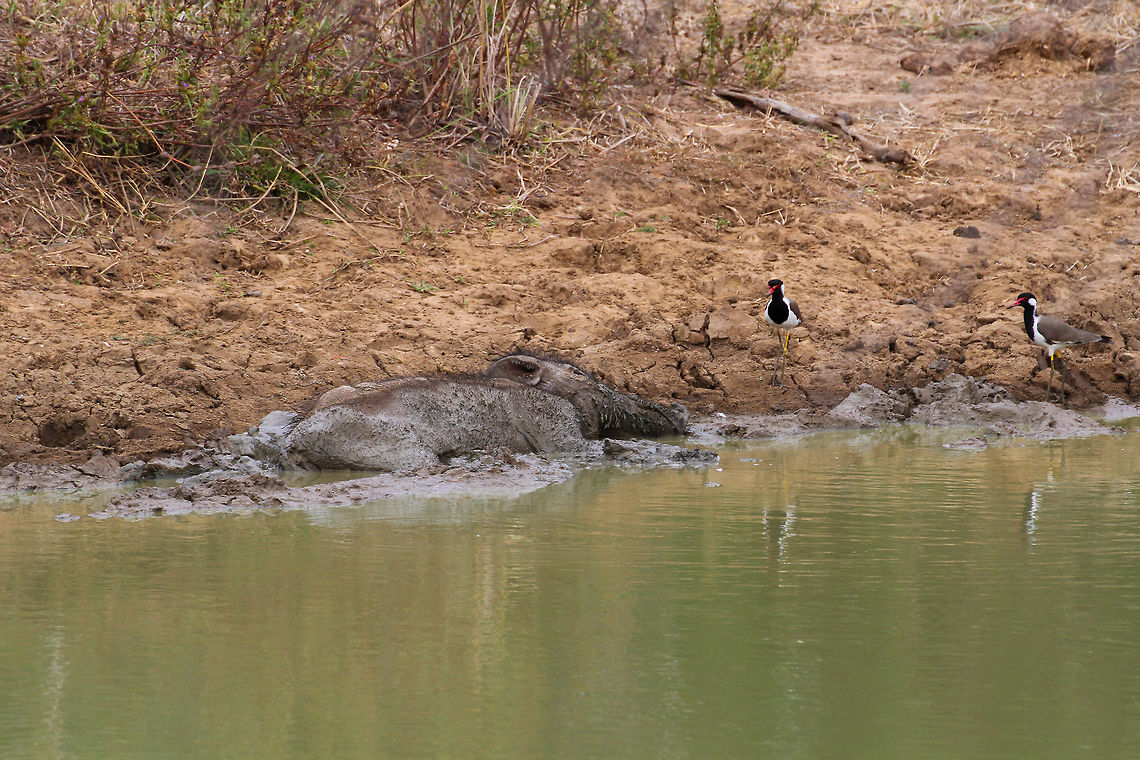 Pig Mudbath This wild boar was found taking a mud bath alongside two waterfowls in Yala National Park Asia,Geotagged,Indian boar,Razorback,Sri Lanka,Summer,Sus scrofa,Sus scrofa cristatus,Yala National Park,wild boar