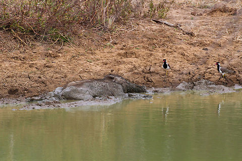 Pig Mudbath This wild boar was found taking a mud bath alongside two waterfowls in Yala National Park Asia,Geotagged,Indian boar,Razorback,Sri Lanka,Summer,Sus scrofa,Sus scrofa cristatus,Yala National Park,wild boar