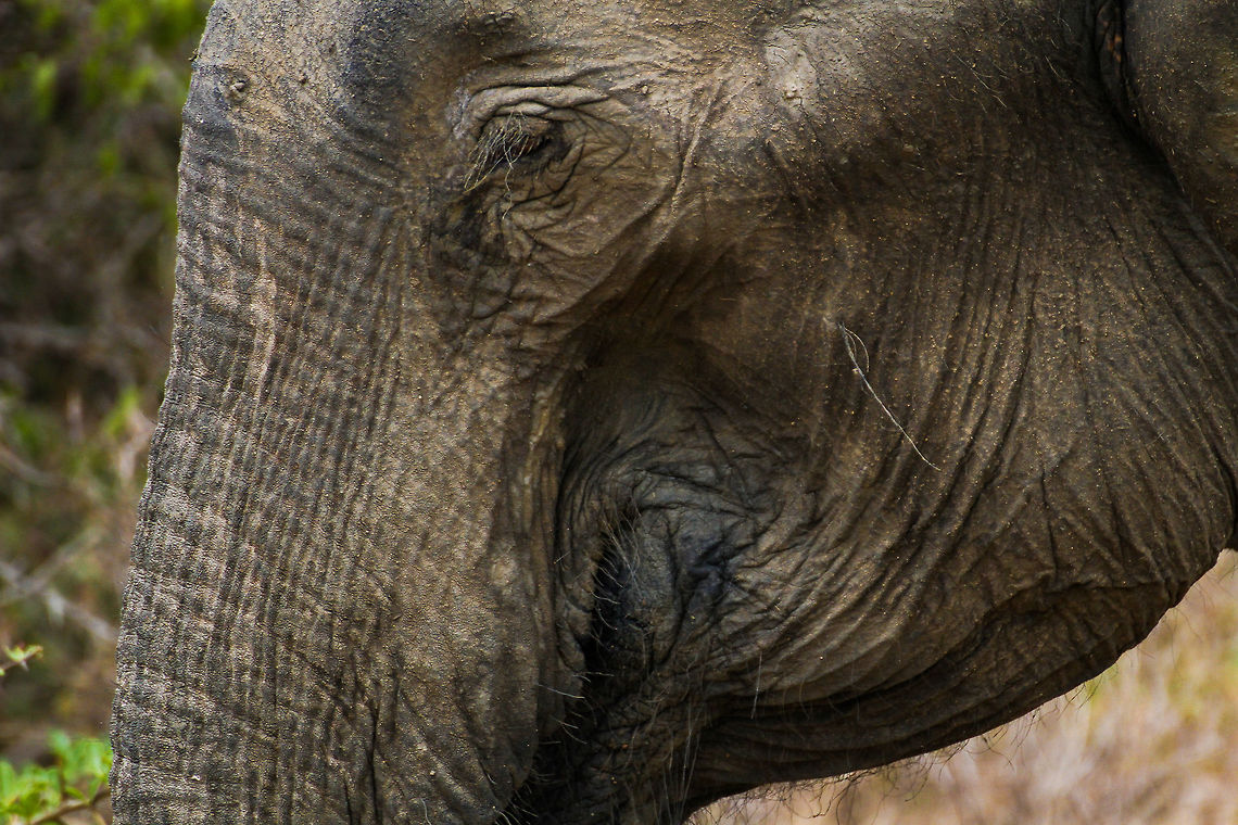 Sri Lankan Elephant Closeup This is a closeup of a Sri Lankan elephant, shot at Yala National Park Asia,Elephas maximus indicus,Elephas maximus maximus,Geotagged,Indian Elephant,Sri Lanka,Sri Lankan elephant,Summer,Yala National Park