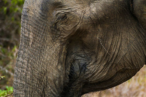 Sri Lankan Elephant Closeup This is a closeup of a Sri Lankan elephant, shot at Yala National Park Asia,Elephas maximus indicus,Elephas maximus maximus,Geotagged,Indian Elephant,Sri Lanka,Sri Lankan elephant,Summer,Yala National Park