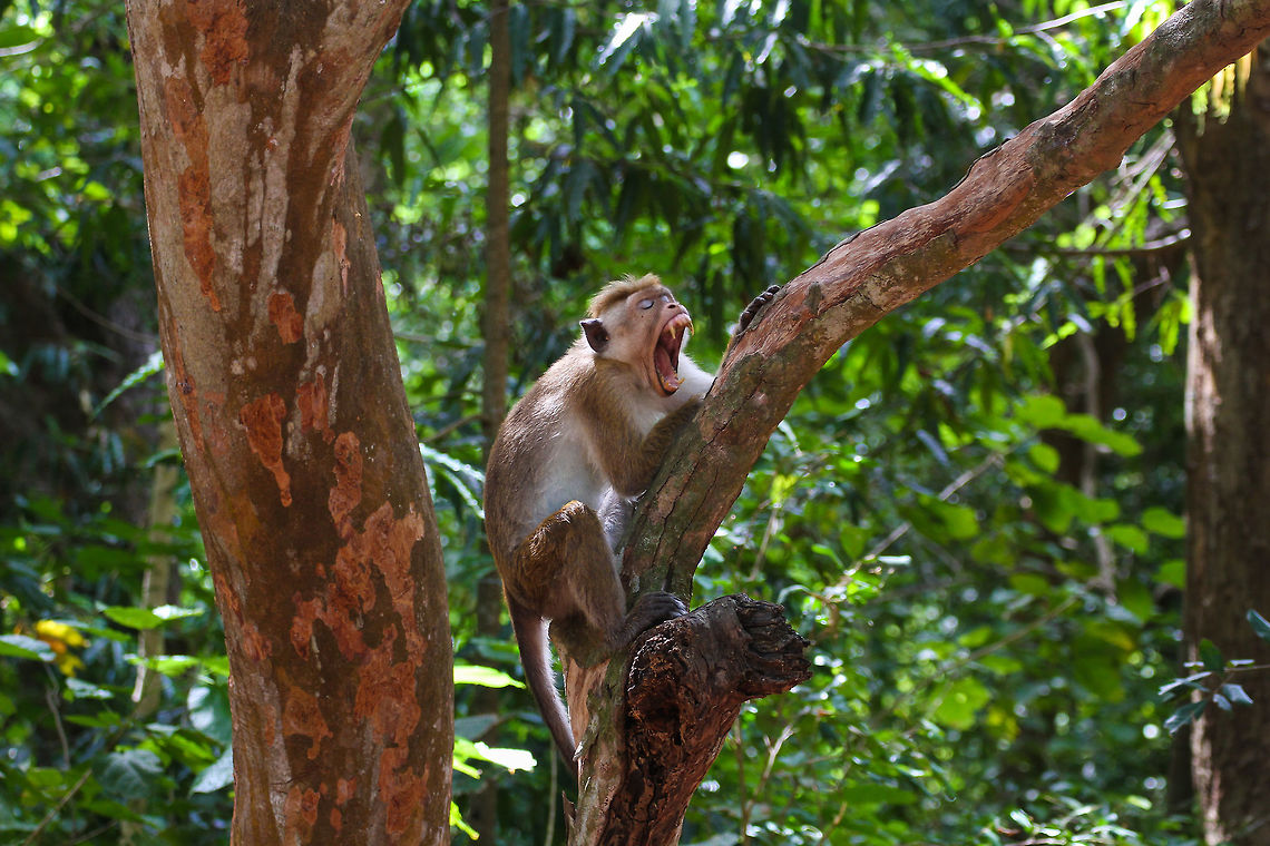 Macaque showing teeth This macaque turned out to be a cheeky basterd, as it stole our lunch parcel out from our safari jeep in Yala National Park. This picture was taken moments before. Asia,Geotagged,Macaca sinica,Sri Lanka,Summer,Toque macaque,Yala National Park
