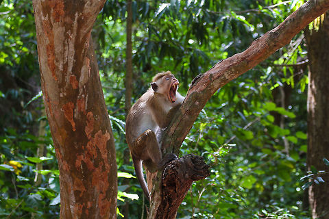 Macaque showing teeth This macaque turned out to be a cheeky basterd, as it stole our lunch parcel out from our safari jeep in Yala National Park. This picture was taken moments before. Asia,Geotagged,Macaca sinica,Sri Lanka,Summer,Toque macaque,Yala National Park