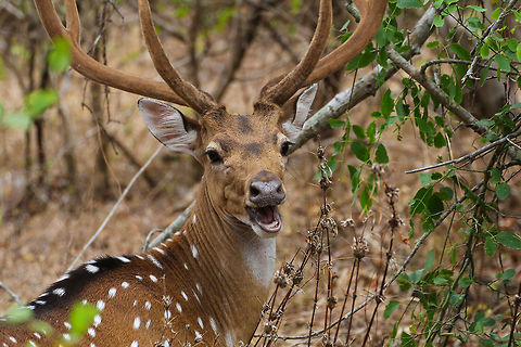 Surprised Axis Deer This male Axis Deer surprisingly looks up as I am taking the shot. Taken at Yala National Park Asia,Axis axis,Chital,Geotagged,Sri Lanka,Sri Lankan axis deer,Summer,Yala National Park