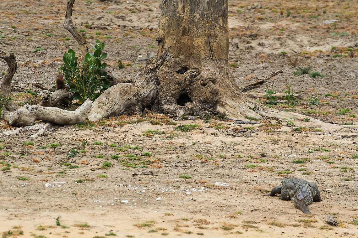 Mongoose and Mugger This is quite a nice picture of a Mongoose and a Mugger Crocodile sharing the same patch of wildlife. Found at Yala National Park. For those who don't immediately see the mongoose, check out the picture in enlarged mode :) Asia,Geotagged,Herpestes vitticollis,Mugger crocodile,Sri Lanka,Stripe-Necked Mongoose,Stripe-necked Mongoose,Summer,Yala National Park