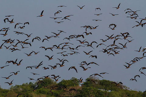 Birds in flight These birds at a lake in Yala National Park were disturbed and flew out in large numbers. The skies were quite dark at the time and rain was eminent. Asia,Birds,Dendrocygna javanica,Geotagged,Lesser Whistling Duck,Sri Lanka,Summer,Yala National Park