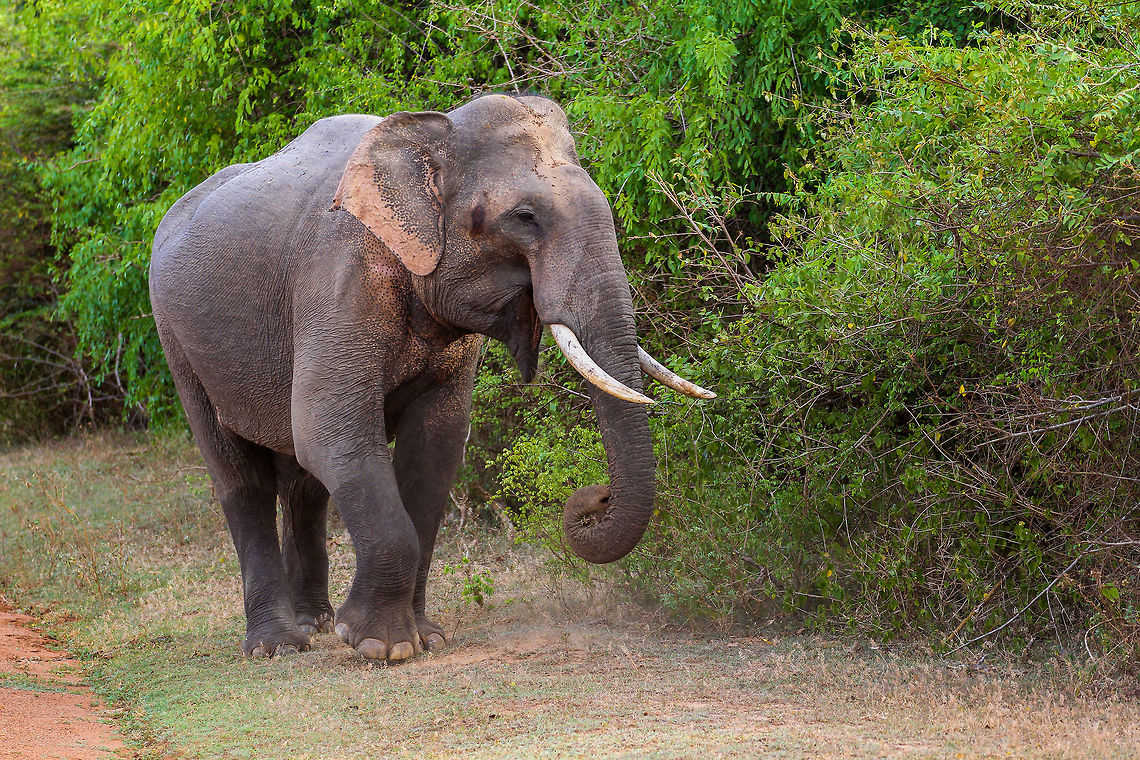 Tusker Nice portrait of a male Sri Lankan Elephant, or a Tusker as they are called by the local wildlife guides. This one was spotted in Yala National Park Asia,Elephas maximus maximus,Geotagged,Sri Lanka,Sri Lankan elephant,Summer,Yala National Park