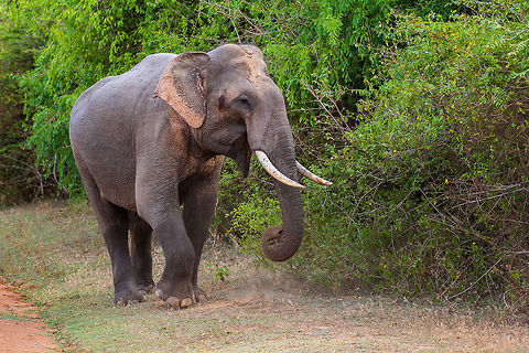 Tusker Nice portrait of a male Sri Lankan Elephant, or a Tusker as they are called by the local wildlife guides. This one was spotted in Yala National Park Asia,Elephas maximus maximus,Geotagged,Sri Lanka,Sri Lankan elephant,Summer,Yala National Park