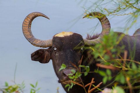 Bright Eyes Normally, water buffalos in Sri Lanka have dark brown eyes. Not this one though, as I took its photo at Yala National Park. Asia,Bubalus bubalis,Geotagged,Sri Lanka,Summer,Water buffalo,Yala National Park