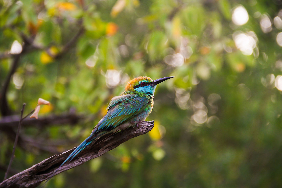 Bee Eater I approached this bee eater with caution, as I took several shots. Each a little bit closer, until I got it nicely into this frame. I didn't have my telezoom lens mounted, so I had to get pretty close, but I'm quite satisfied with the shot. I especially like the vivid colors on the feathers. Taken at Yala National Park Asia,Green Bee-eater,Green bee-eater,Merops orientalis,Sri Lanka,Yala National Park