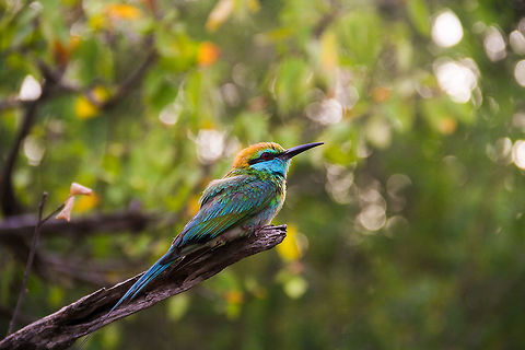 Bee Eater I approached this bee eater with caution, as I took several shots. Each a little bit closer, until I got it nicely into this frame. I didn't have my telezoom lens mounted, so I had to get pretty close, but I'm quite satisfied with the shot. I especially like the vivid colors on the feathers. Taken at Yala National Park Asia,Green Bee-eater,Green bee-eater,Merops orientalis,Sri Lanka,Yala National Park