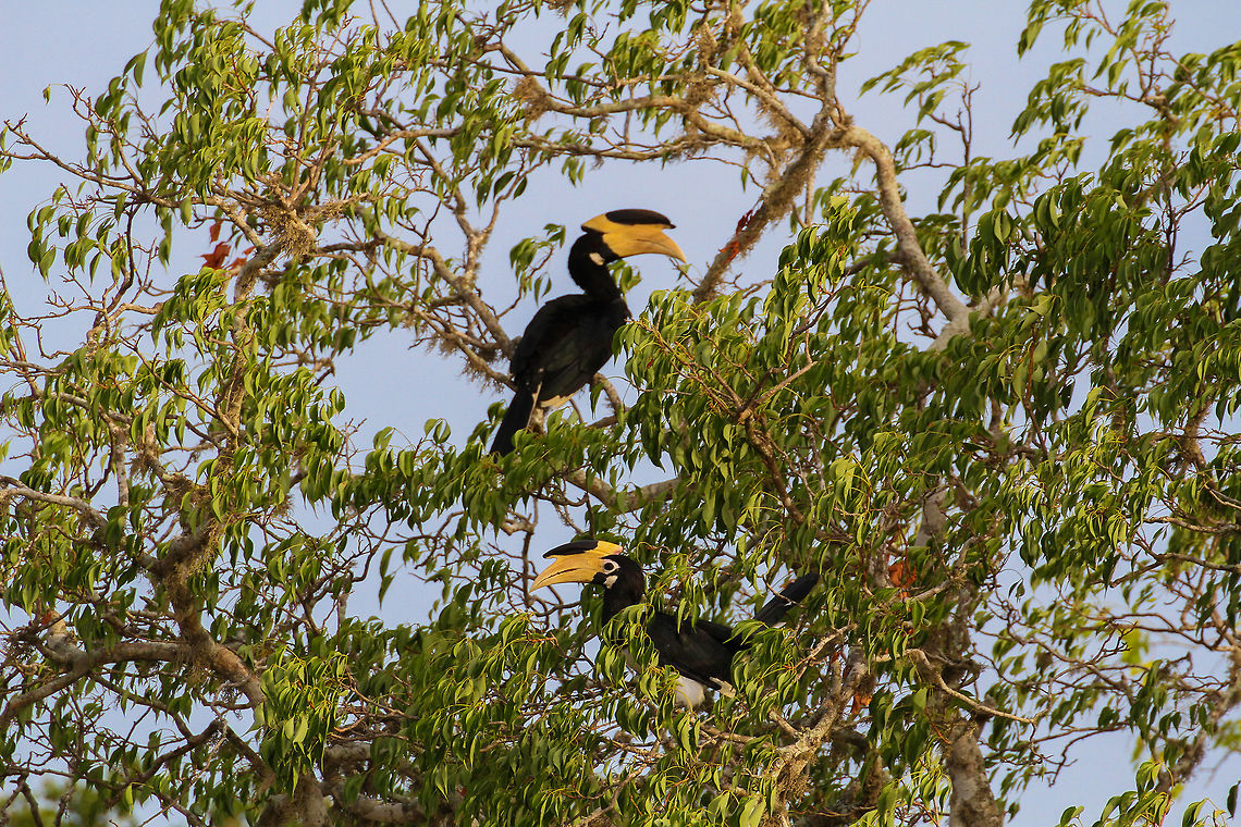 Malabar pied hornbill couple This cozy couple was found high up in a tree at Yala National Park Anthracoceros coronatus,Asia,Geotagged,Malabar pied hornbill,Sri Lanka,Summer,Yala National Park
