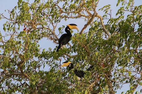Malabar pied hornbill couple This cozy couple was found high up in a tree at Yala National Park Anthracoceros coronatus,Asia,Geotagged,Malabar pied hornbill,Sri Lanka,Summer,Yala National Park
