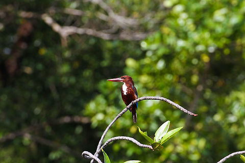 Brown kingfisher This brown kingfisher was caught on the Bentota river in south-west Sri Lanka Asia,Bentota,Geotagged,Halcyon smyrnensis,Kingfisher,Sri Lanka,Summer,White-throated kingfisher