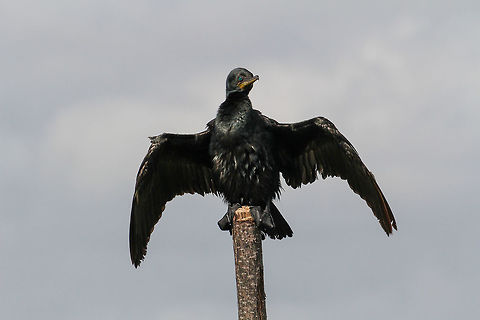 Baby blue eyes This black waterfowl has peculiar blue eyes, beautiful looking bird. This shot was taken on the Bentota river in south-west Sri Lanka. Asia,Bentota,Geotagged,Indian Cormorant,Phalacrocorax fuscicollis,Sri Lanka,Summer