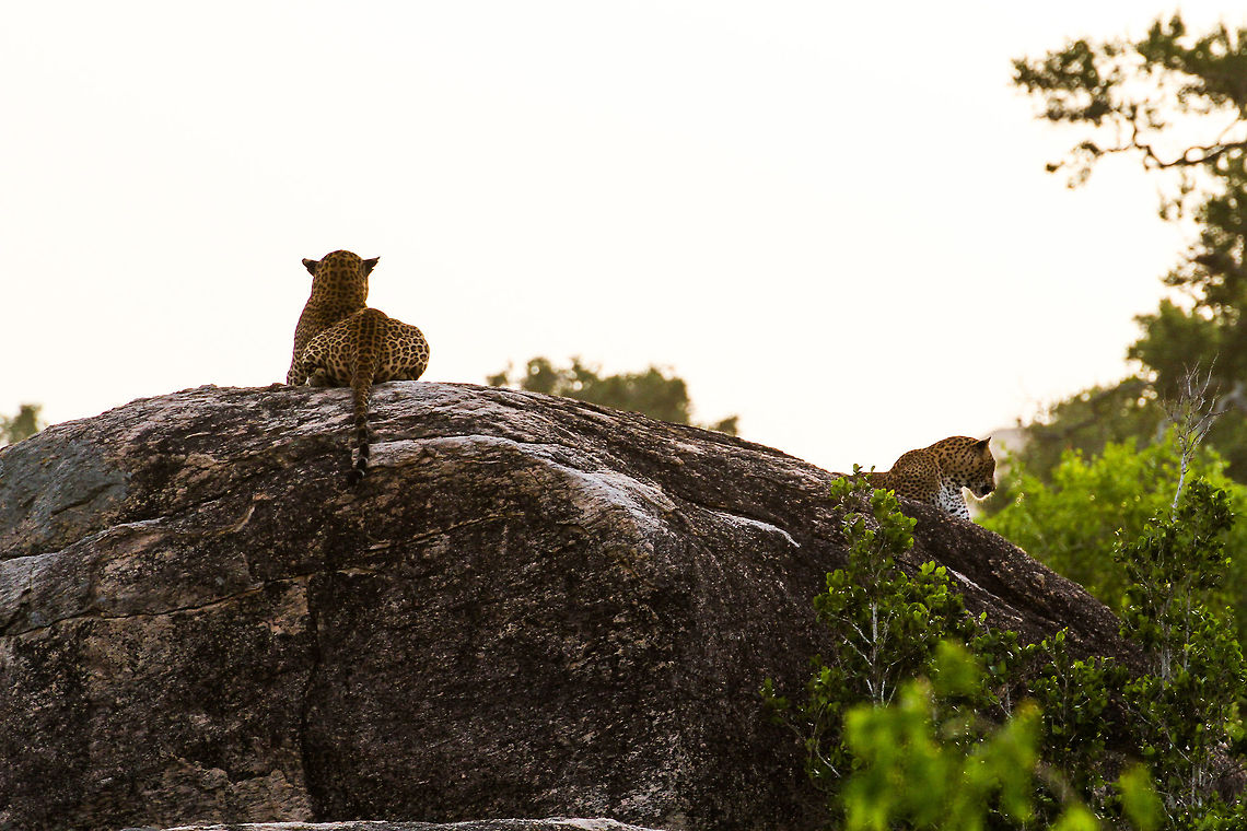 Leopards on a rock These leopards were found on a rock in Yala National Park. It was actually our third sighting of Leopards in Sri Lanka. The light was terrible as it was rapidly approaching dusk, as a result I had to do quite some post processing. Asia,Geotagged,Panthera pardus kotiya,Sri Lanka,Sri Lankan Leopard,Sri Lankan leopard,Summer,Yala National Park