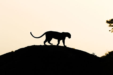Leopard silhouette This picture was taken at dusk in Yala National Park. A well lit portrait was next to impossible with this backlight, so I decided to take this silhouette photo of this magnificent beast. Asia,Geotagged,Panthera pardus kotiya,Sri Lanka,Sri Lankan Leopard,Sri Lankan leopard,Summer,Yala National Park
