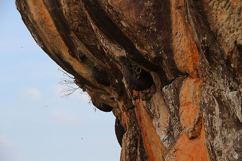 Giant Hornets Nest This is the hive of a large colony of Giant Asian Hornets, located almost at the top of Sigiriya rock in central Sri Lanka. Tourists are warned not to disturb these animals and there are even shelters if these insects decide to attack. Apis dorsata,Asia,Asian Giant Hornets,Geotagged,Giant honey bee,Sigiriya,Sri Lanka,Summer
