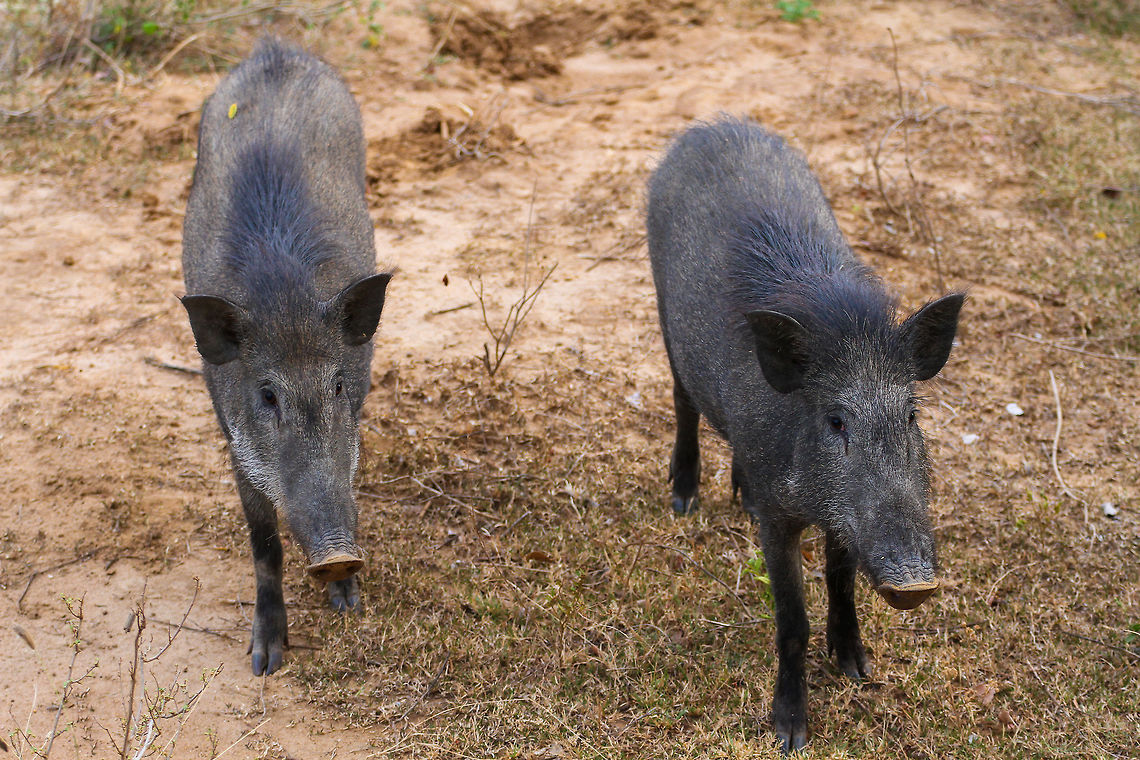Two wild boars These two wild boars were spotted in Yala National Park Asia,Geotagged,Indian boar,Sri Lanka,Summer,Sus scrofa cristatus,Yala National Park