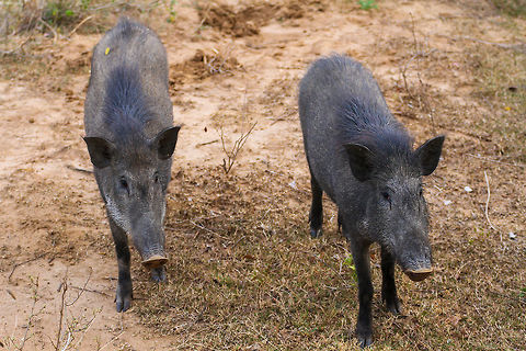 Two wild boars These two wild boars were spotted in Yala National Park Asia,Geotagged,Indian boar,Sri Lanka,Summer,Sus scrofa cristatus,Yala National Park